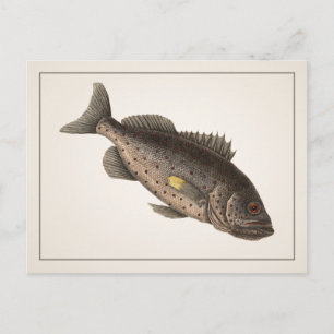Rockfish Postcard - Style I