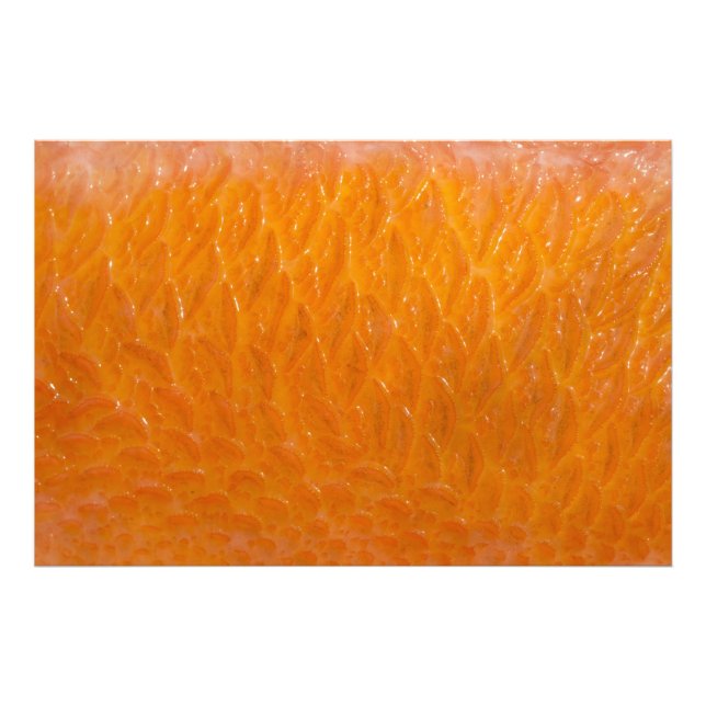 Rockfish Skin Photo Print (Front)