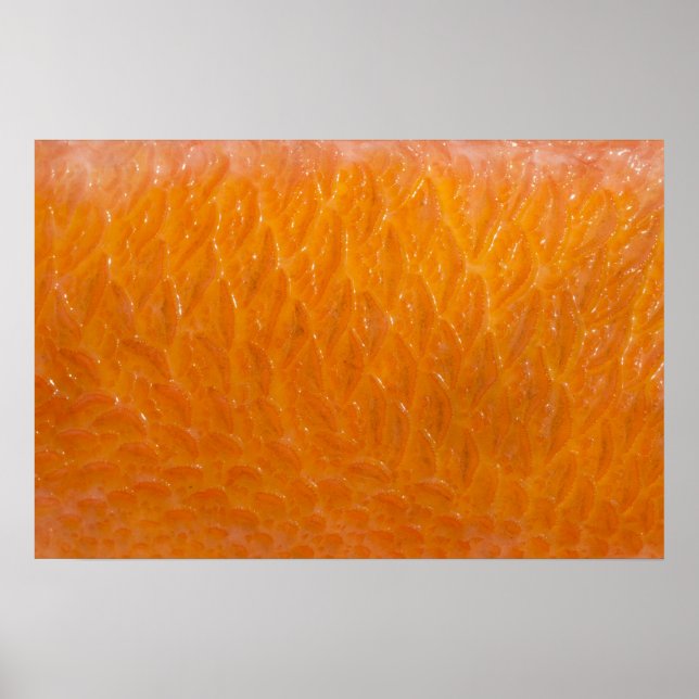 Rockfish Skin Poster (Front)