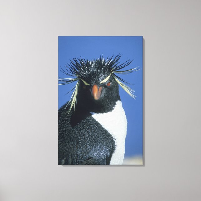 Rockhopper Penguin (Eudyptes chrysocome) Canvas Print (Front)