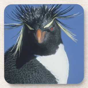 Rockhopper Penguin (Eudyptes chrysocome) Coaster