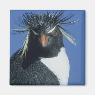 Rockhopper Penguin (Eudyptes chrysocome) Magnet