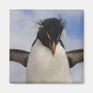 Rockhopper Penguin Eudyptes chrysocome Magnet