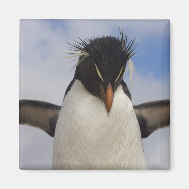 Rockhopper Penguin Eudyptes chrysocome Magnet (Front)