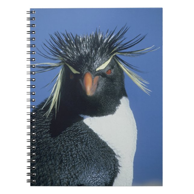 Rockhopper Penguin (Eudyptes chrysocome) Notebook (Front)