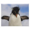 Rockhopper Penguin Eudyptes chrysocome