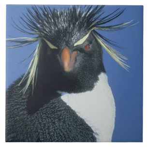 Rockhopper Penguin (Eudyptes chrysocome) Tile