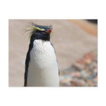 Rockhopper Penguin postcard