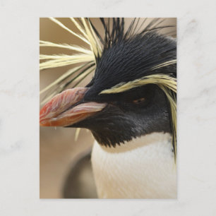 Rockhopper Penguin  Postcard