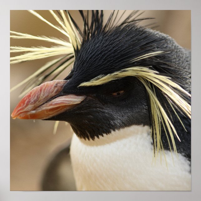 Rockhopper Penguin Poster (Front)