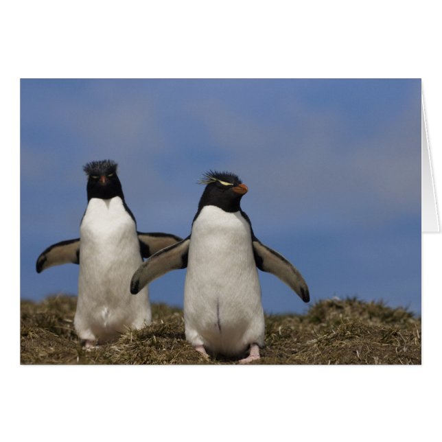 Rockhopper Penguins Eudyptes chrysocome (Front Horizontal)