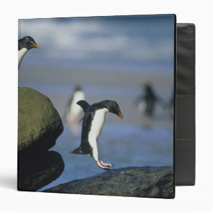 Rockhopper Penguins, Eudyptes chrysocome), Binder