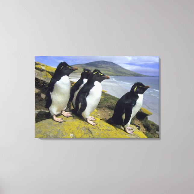 Rockhopper Penguins, (Eudyptes chrysocome), Canvas Print (Front)
