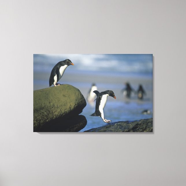 Rockhopper Penguins, Eudyptes chrysocome), Canvas Print (Front)
