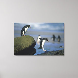 Rockhopper Penguins, Eudyptes chrysocome), Canvas Print