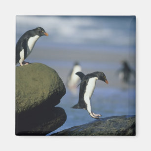 Rockhopper Penguins, Eudyptes chrysocome), Magnet