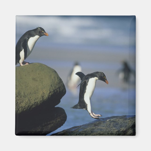 Rockhopper Penguins, Eudyptes chrysocome), Magnet (Front)