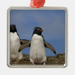 Rockhopper Penguins Eudyptes chrysocome Metal Ornament