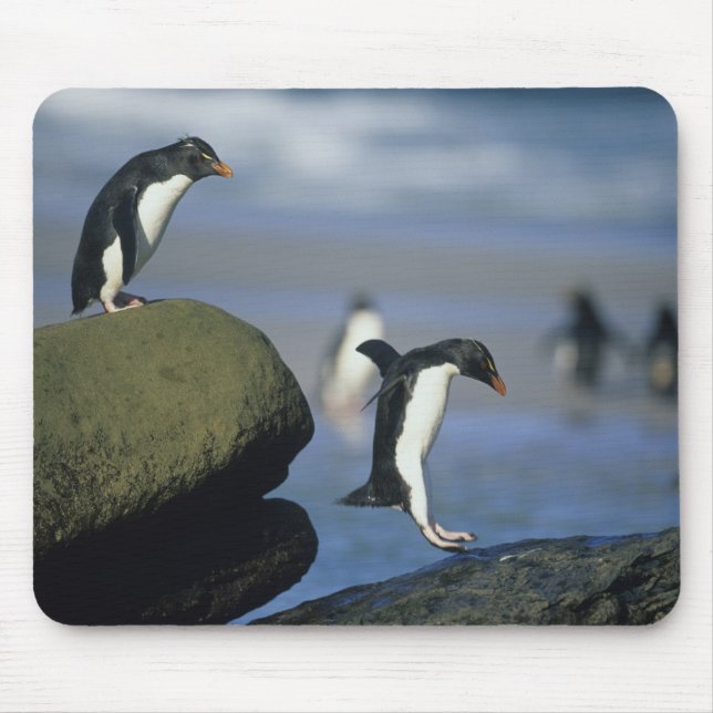 Rockhopper Penguins, Eudyptes chrysocome), Mouse Pad (Front)