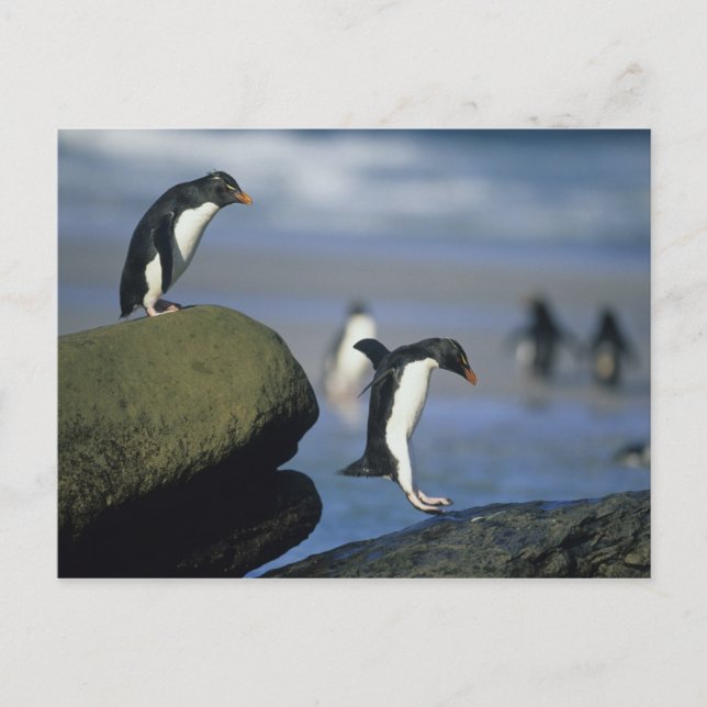Rockhopper Penguins, Eudyptes chrysocome), Postcard (Front)