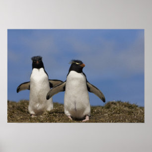Rockhopper Penguins Eudyptes chrysocome Poster