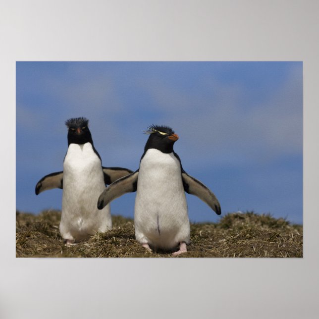 Rockhopper Penguins Eudyptes chrysocome Poster (Front)