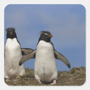 Rockhopper Penguins Eudyptes chrysocome Square Sticker