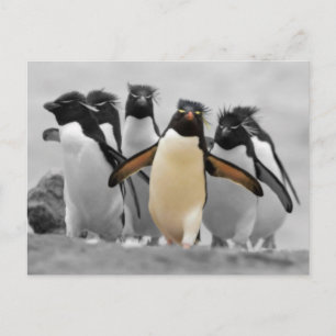 Rockhopper Penguins Postcard