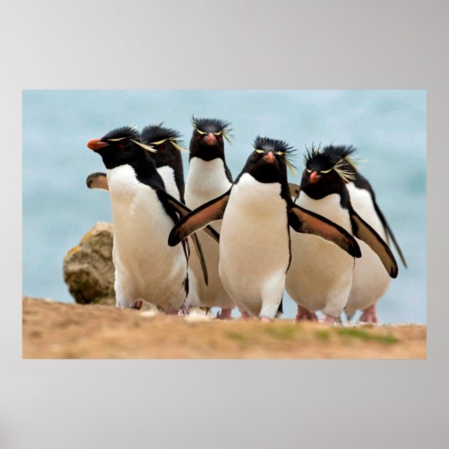 Rockhopper Penguins Poster from 8.99 (Front)
