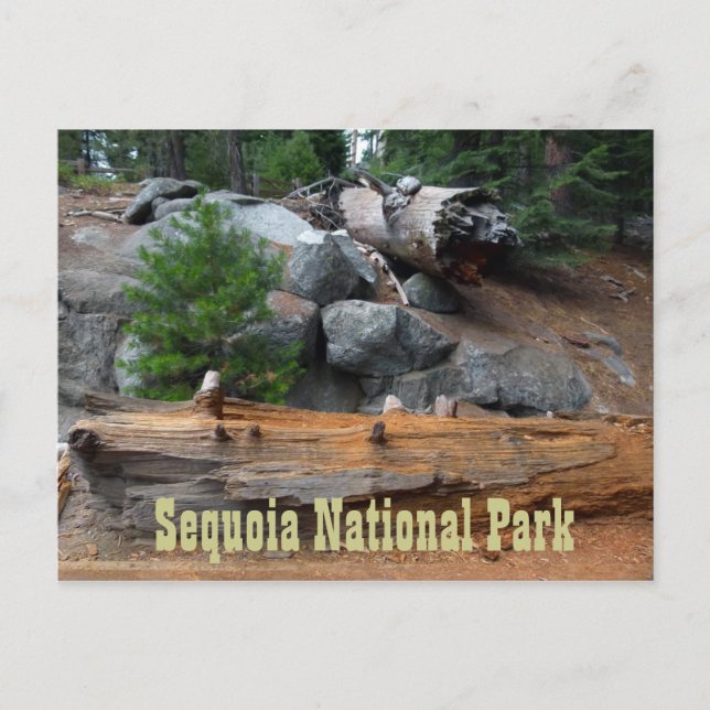 Rocks and Trees, Sequoia National Park Postcard (Front)
