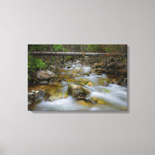 Rocky forest creek canvas print