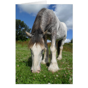 Rocky la carte Clydesdale
