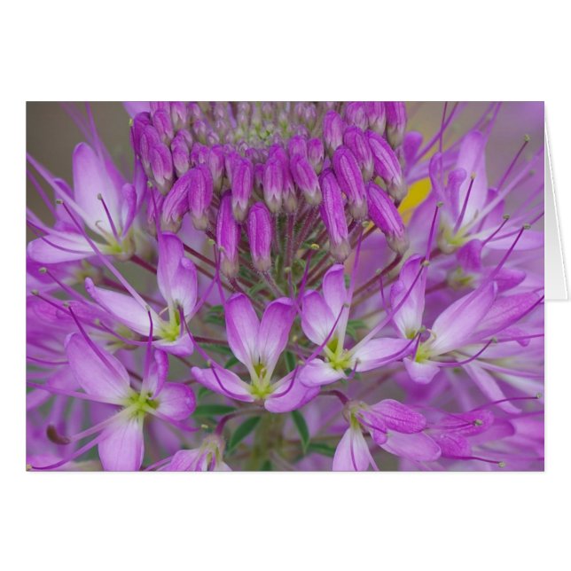 Rocky Mountain Bee Plante (Devant horizontal)