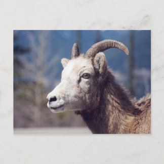 Rocky Mountain Big Horn Sheep Postcard