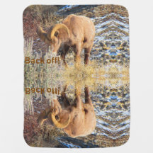 Rocky Mountain Bighorn Sheep