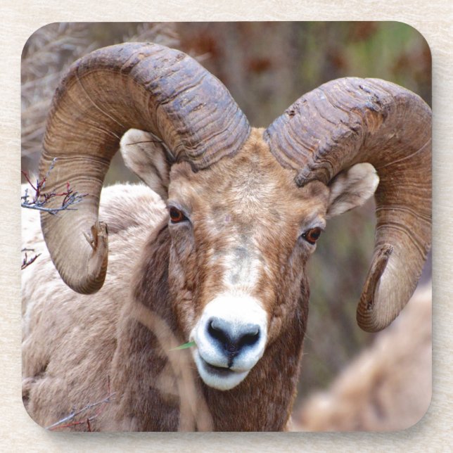 Rocky Mountain Bighorn Sheep Coaster (Front)