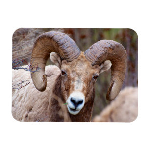 Rocky Mountain Bighorn Sheep Magnet