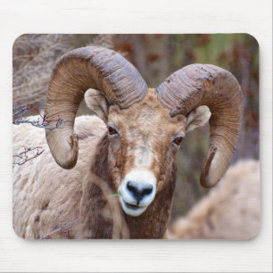 Rocky Mountain Bighorn Sheep Mouse Pad