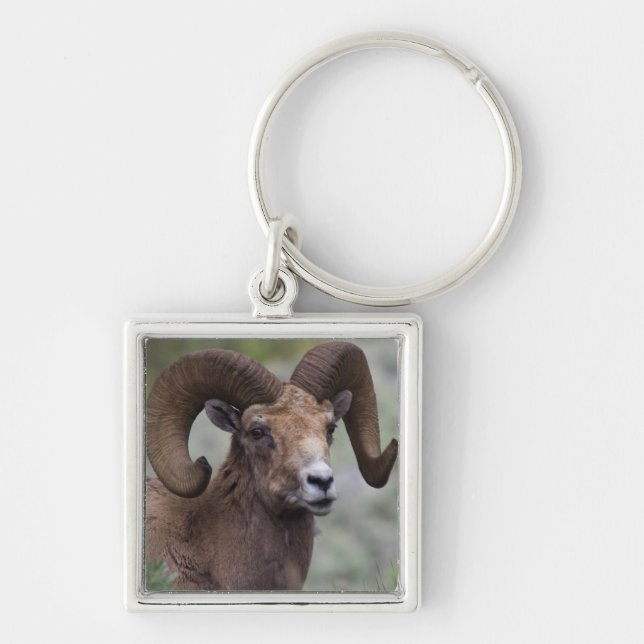 Rocky Mountain Bighorn Sheep Ram Keychain (Front)