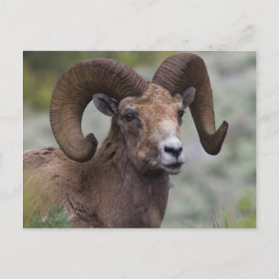 Rocky Mountain Bighorn Sheep Ram Postcard