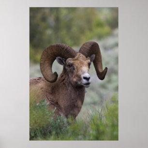 Rocky Mountain Bighorn Sheep Ram Poster