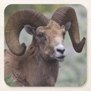 Rocky Mountain Bighorn Sheep Ram Square Paper Coaster