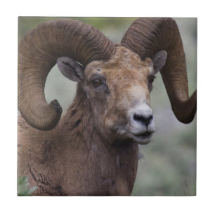 Rocky Mountain Bighorn Sheep Ram Tile