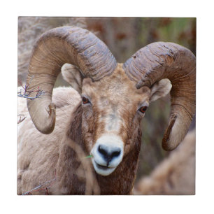 Rocky Mountain Bighorn Sheep Tile