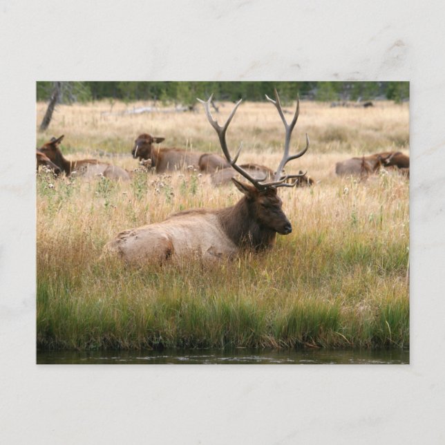 Rocky Mountain Elk in the Grass Postcard (Front)