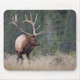 Rocky Mountain Elk Mouse Pad