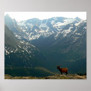 Rocky Mountain Elk Poster
