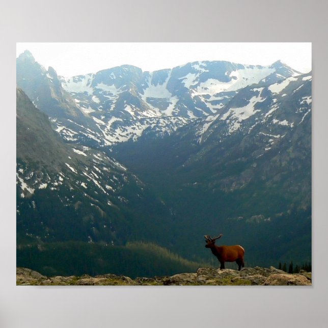 Rocky Mountain Elk Poster (Front)