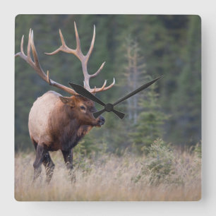 Rocky Mountain Elk Square Wall Clock
