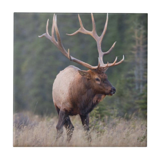 Rocky Mountain Elk Tile (Front)